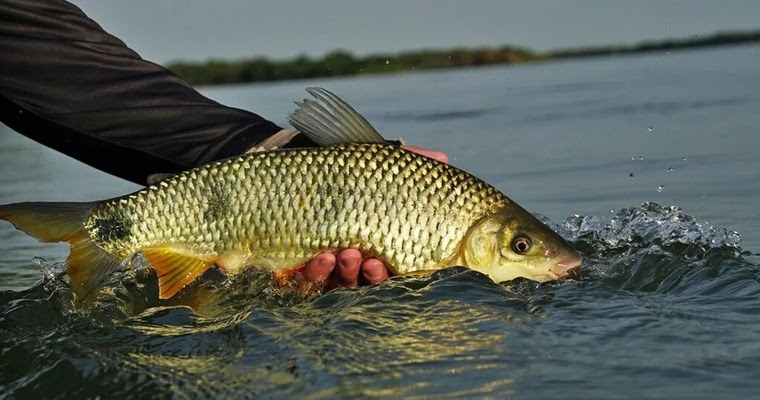Defeso na Bahia: saiba quando a pesca é proibida para cada espécie